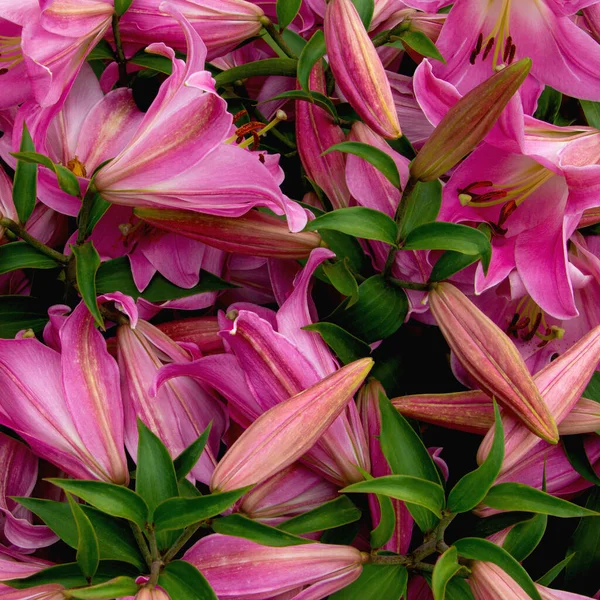 Leuchtend Zarte Lilienblüten Einem Blumenbeet — Stockfoto