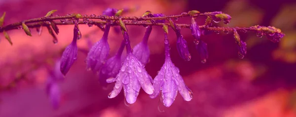 Delicate Heldere Klokken Met Grote Dauwdruppels Close Stockfoto