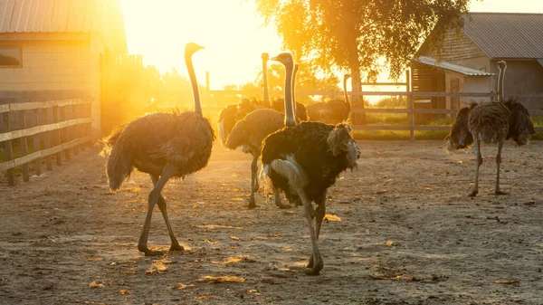 Grandes Autruches Éclairées Par Soleil Dans Une Ferme Autruches — Photo