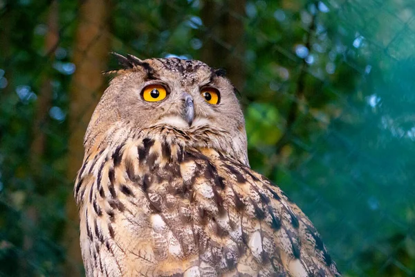 Big beautiful owl on a branch close-up
