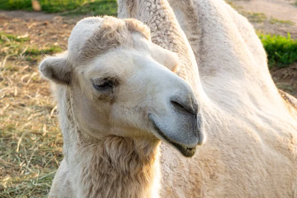 Grand Chameau Blanc Mignon Dans Nature Gros Plan — Photo