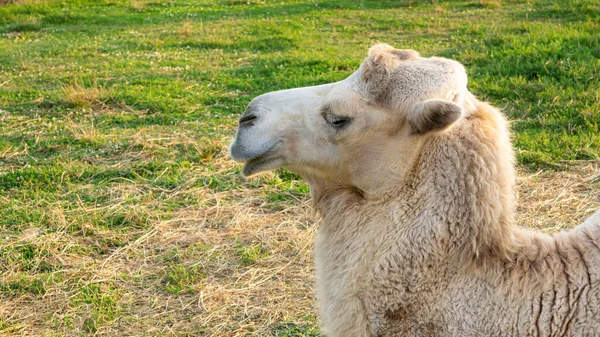 Grand Chameau Blanc Mignon Dans Nature Gros Plan — Photo