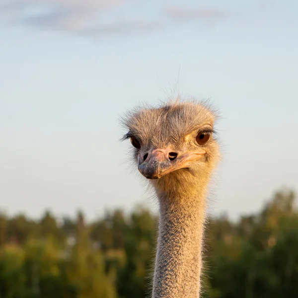 ダチョウの養殖場の頭と首の近くにOstrich — ストック写真