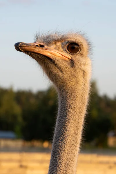 Autruche Sur Une Ferme Autruche Tête Cou Close — Photo