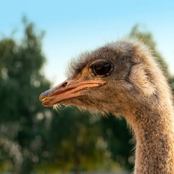 Pštros Pštrosí Farmě Hlava Krk Close — Stock fotografie