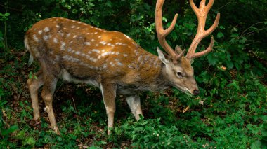 Genç kahverengi geyik ormanda otluyor.