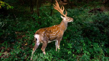 Genç kahverengi geyik ormanda otluyor.