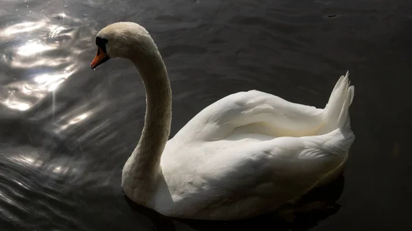 Anmutiger Weißer Schwan Mit Rotem Schnabel Schwimmt Wasser — Stockfoto