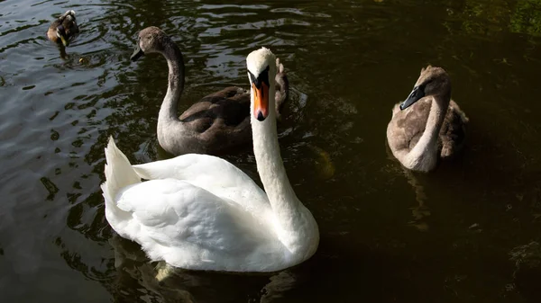 Anmutiger Weißer Schwan Und Braune Enten Treiben Wasser — Stockfoto