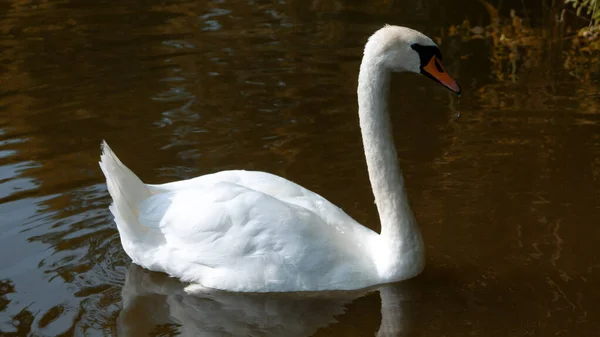 Anmutiger Weißer Schwan Mit Rotem Schnabel Schwimmt Wasser — Stockfoto