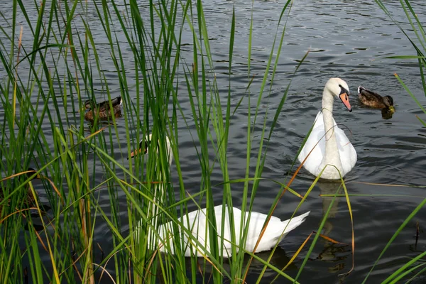 优雅的白天鹅和漂浮在水里的褐色鸭子 — 图库照片