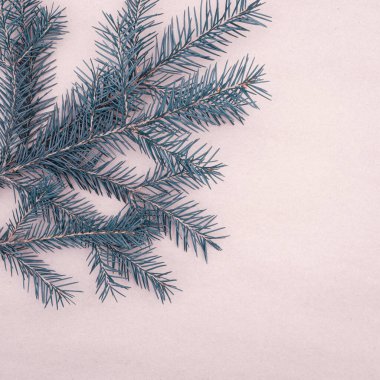 Kopya alanı olan kısa iğneli ladin dalları