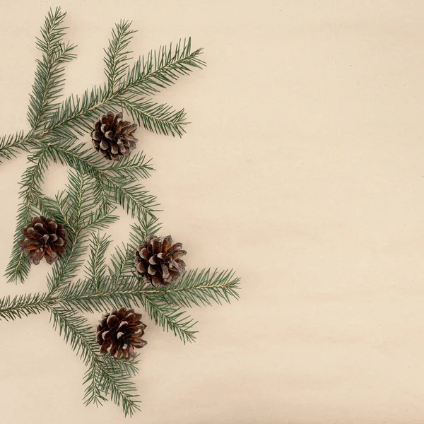 Fotokopi alanı olan kahverengi kozalaklı ladin dalları