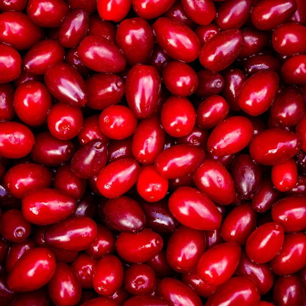 Background Large Ripe Juicy Red Dogwood Berries — Stock Photo, Image