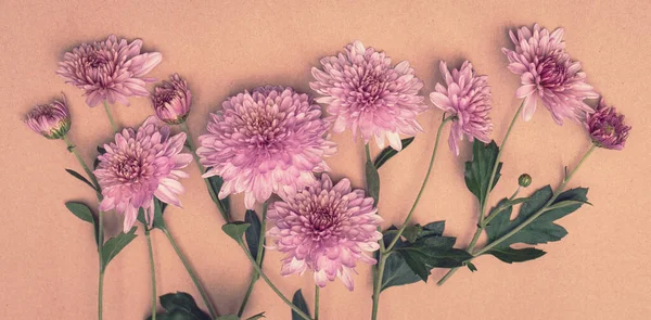 Pastel Arka Planda Pembe Kasımpatı Çiçekleri — Stok fotoğraf