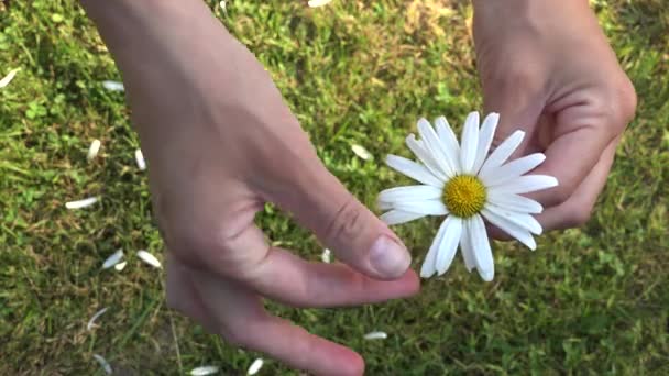 Meisje gissingen op Kamille op aard in de zomer. 4k — Stockvideo