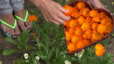 kadife çiçeği calendula bitki çiçek çiçek kalp şekli çanak eller hasat. 4k