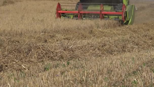 Сельскохозяйственная комбайновая машина для резки спелых зерновых ржаных ячменя летом. Крупный план. 4K — стоковое видео