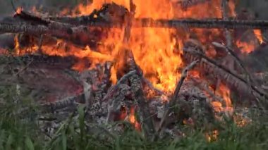 alev yanık Orman ağaçları yakınındaki yaz aylarında ateş. 4k