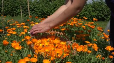 Bahçıvan kız eller kadife çiçeği bitki çiçek çiçeklenme hasır sepet için toplamak..