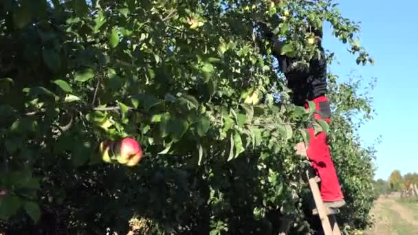 Jardinero hombre y mujer cosechan frutos de manzana en huerto de otoño y cielo azul . — Vídeos de Stock