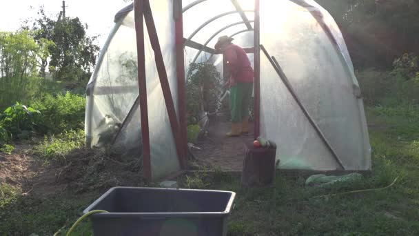 温室効果夏の水まきトマト野菜収穫を男します。. — ストック動画