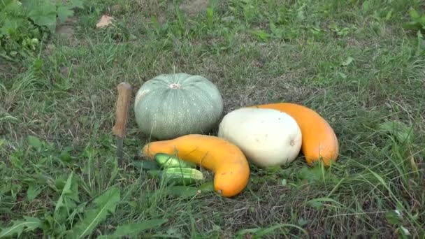 Courgette, komkommer en pompoen groenten in gras in de buurt van tuin plantage geoogst. Omhoog kantelen. — Stockvideo