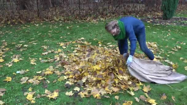 Mulher recheando folhas secas em saco de material saco no jardim de outono . — Vídeo de Stock