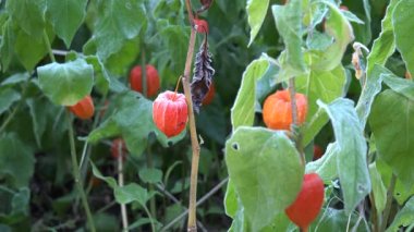 Portakal kabuğu domates bitkileri in Rime'ı frost ile kaplı.