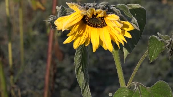 Slunečnice květiny kvetou v první jinovatka frost jinovatka na podzim. Naklonit dolů. — Stock video