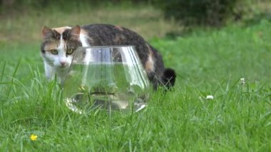 kedi su ile plastik kase balık yakalamak ve çalıştırın. Portre.