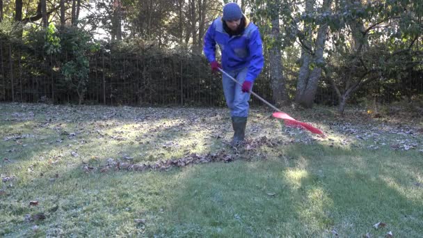 Mand med rive værktøj rive blade udenfor på koldt efterår dag i gården . – Stock-video