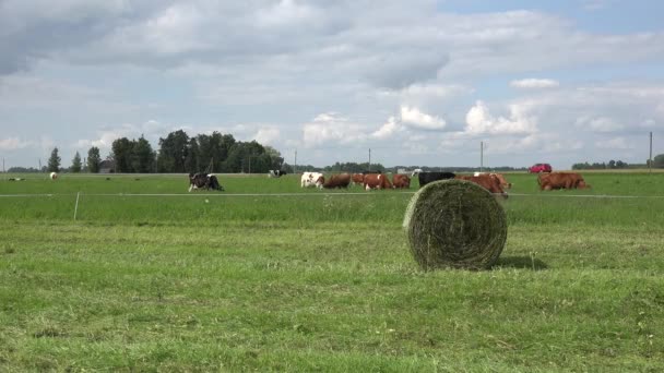 Manada de vacas pastam em pasto de grama verde perto de estrada rural . — Vídeo de Stock