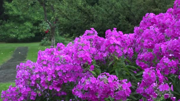 Pink phlox flower bed and heavy rain water drops fall on plant blooms in summer. — Stock Video