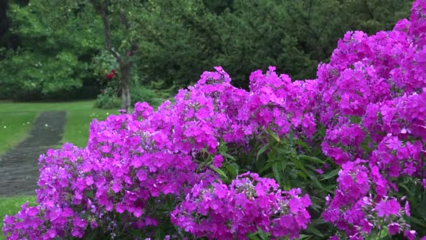 Rosa phlox blomma säng och tunga regn vattendroppar falla på växten blommar i sommar. — Stockvideo