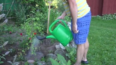 Taze sulama çiçekçi adam arka bahçesinde ginkgo biloba ağacı fidan dikti. 4k