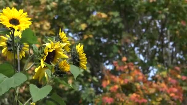 Flores decorativas de colores se mueven en hojas de arce y viento. 4K — Vídeo de stock