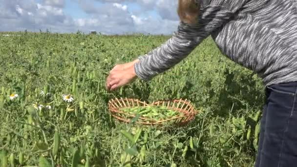 女村民手收获成熟豌豆荚在农村农场种植园。4 k — 图库视频影像