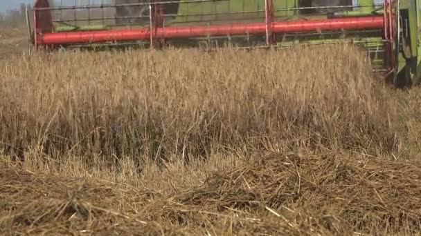 Combinar el trabajo en la cosecha en tierras de cultivo. Trabajo estacional en el campo. 4K — Vídeo de stock