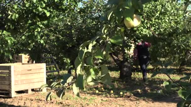 Ismeretlen orchard munkavállalók betakarítás gyümölcs érett alma, őszi szezonban. 4k — Stock videók