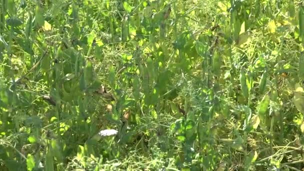 Las plantas de guisantes se mueven en el viento. Finca rural plantación antes de la cosecha 4K — Vídeos de Stock