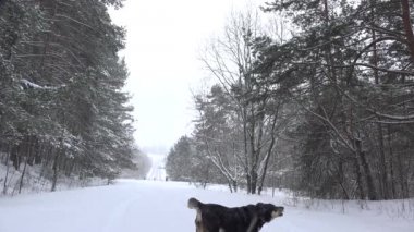 Şiddetli kar yağışı komik köpek sonbahar kış parkta. 4k