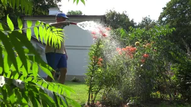 Hombre jardinero riego lirio con aspersor de manguera en verano. 4K — Vídeos de Stock