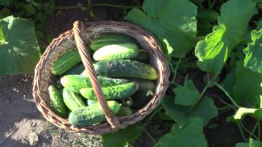 Olgun salatalık hasat ve çiftçi Garden hasır sepet içine koymak eller işlemidir. 4k