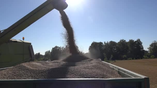 Combine unloading wheat grain into truck trailer on farmland field. 4K — Stock Video