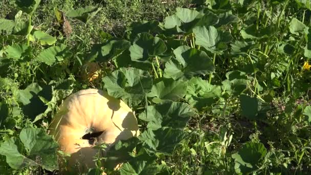 Big pumpkin vegetable plant growing in farm plantation. 4K — Stock Video