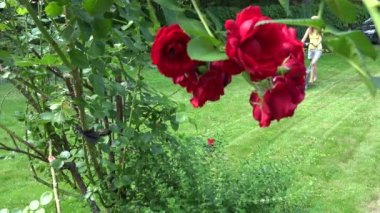 Ev bahçe çim kesme kadın kız mow kırmızı gül çalı bitki yakınındaki çim biçme makinesi ile. 4k