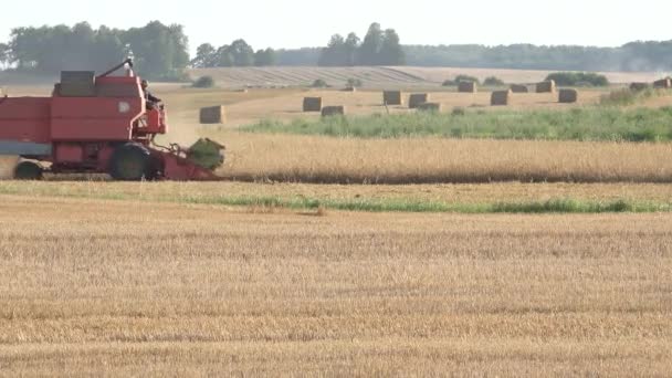 Farm combine work in cereal field harvest time countryside. 4K — Stock Video