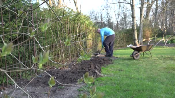 Kertész ásni a talaj mentén a kerti kerítés lapáttal. 4k