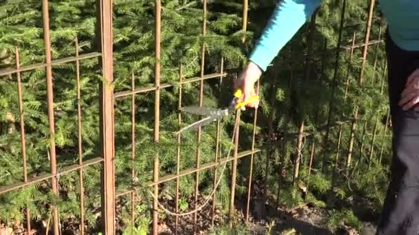 Руки садовника вырезали еловую изгородь красными секаторами. 4K — стоковое видео